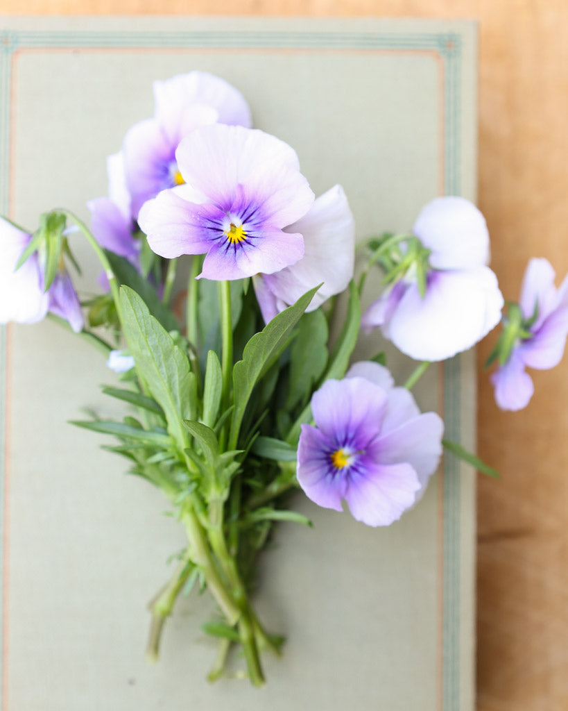 Hornveilchen 'Sorbet Icy Blue' Viola Cornuta mit zarten, eisblauen Blüten als kleiner Strauß auf einem Buch liegend.