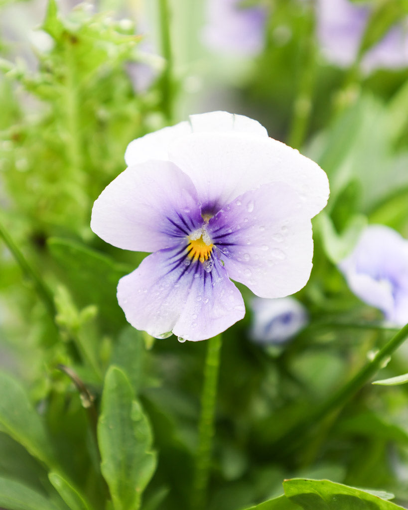 Hornveilchen 'Sorbet Icy Blue' Viola Cornuta mit zarten, eisblauen Blüten