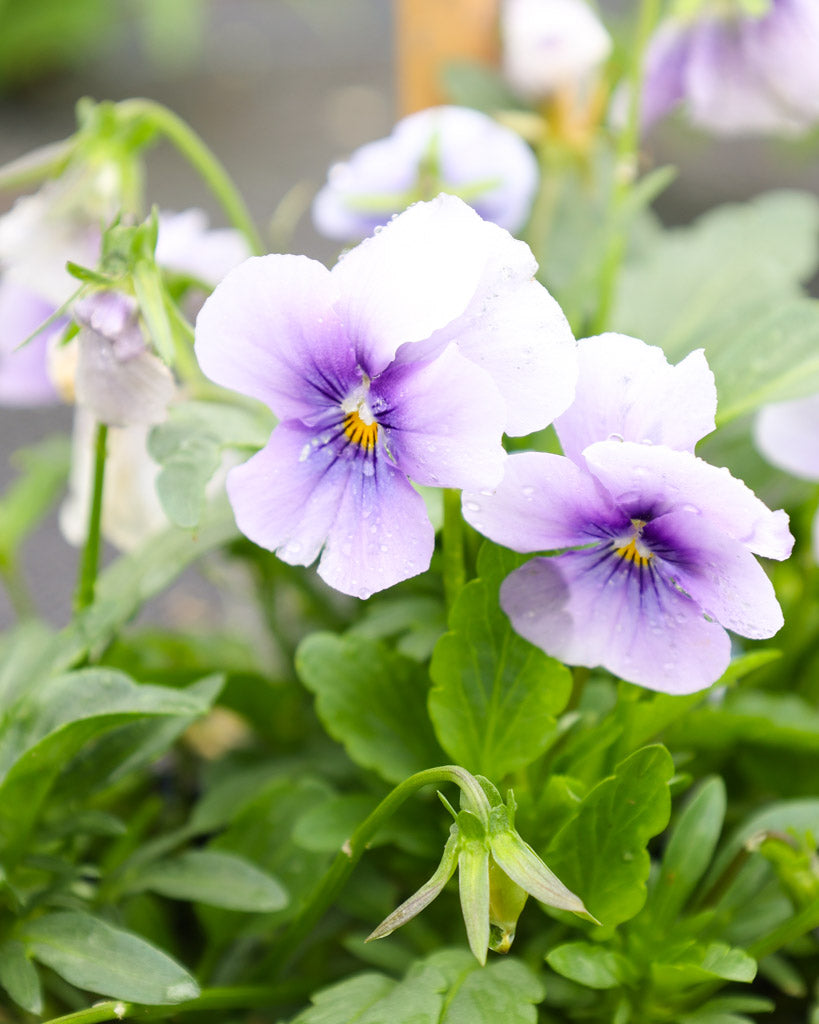 Hornveilchen 'Sorbet Icy Blue' Viola Cornuta mit zarten, eisblauen Blüten