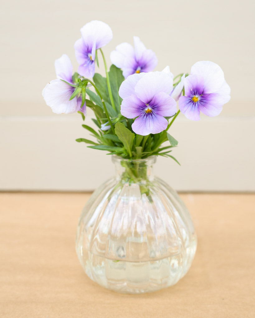 Hornveilchen 'Sorbet Icy Blue' Viola Cornuta mit zarten, eisblauen Blüten als Strauß in einer Vase.