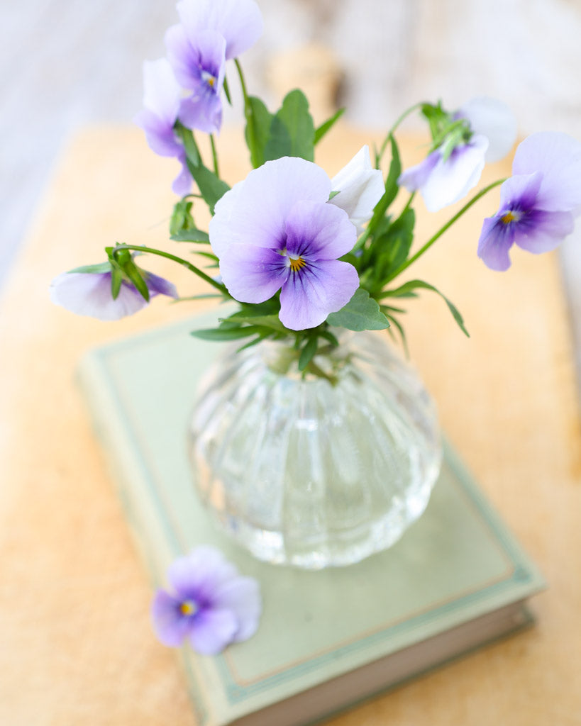 Hornveilchen 'Sorbet Icy Blue' Viola Cornuta mit zarten, eisblauen Blüten in einer kleinen Vase.