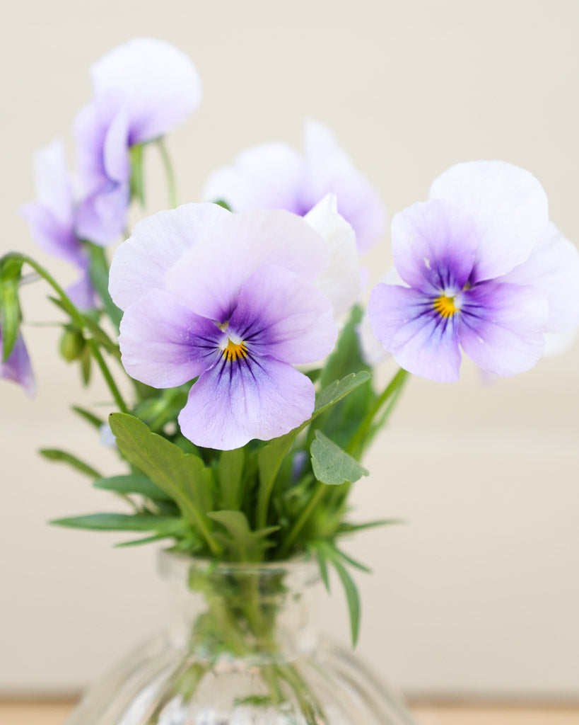Hornveilchen 'Sorbet Icy Blue' Viola Cornuta mit zarten, eisblauen Blüten