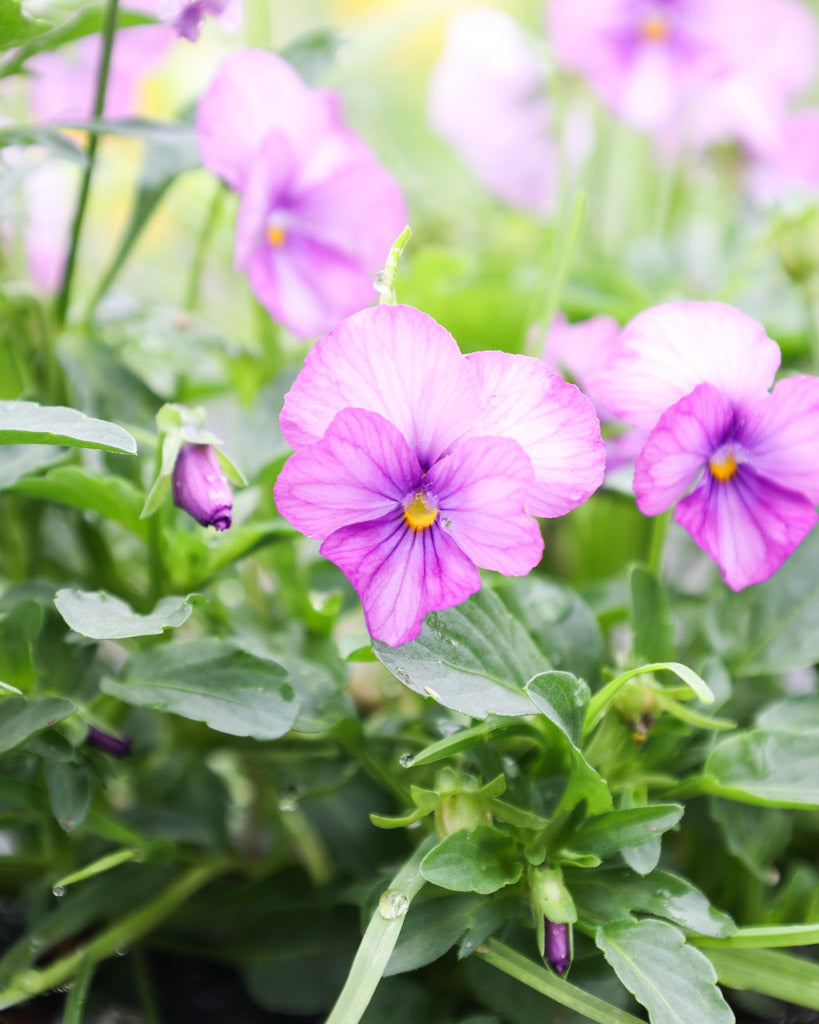 Hornveilchen 'Sorbet Lavender Pink' Viola Cornuta besticht durch zarte, lavendelrosa Blüten mit feiner Farbintensität. 