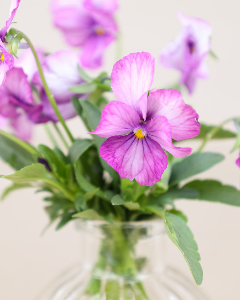 Hornveilchen 'Sorbet Lavender Pink' Viola Cornuta besticht durch zarte, lavendelrosa Blüten mit feiner Farbintensität. 