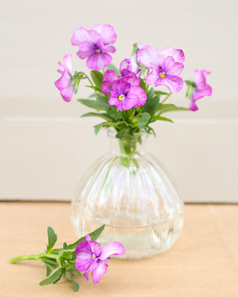 Hornveilchen 'Sorbet Lavender Pink' Viola Cornuta besticht durch zarte, lavendelrosa Blüten mit feiner Farbintensität in einer kleinen Vase.