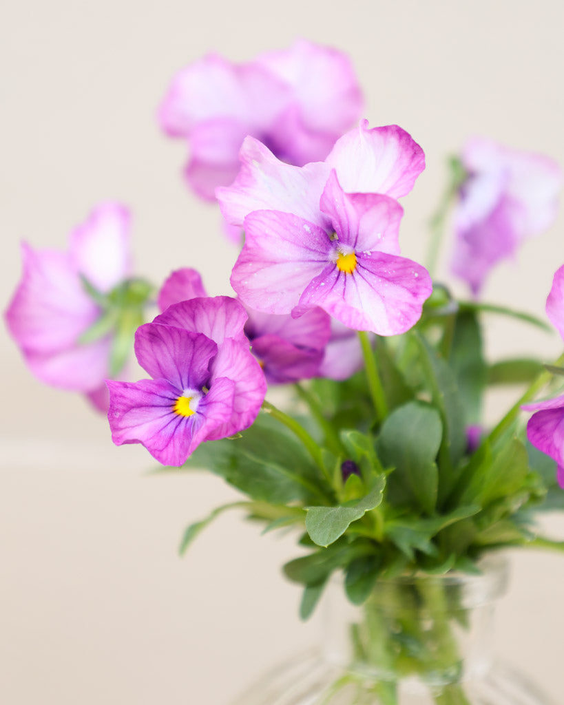 Hornveilchen 'Sorbet Lavender Pink' Viola Cornuta besticht durch zarte, lavendelrosa Blüten mit feiner Farbintensität. 