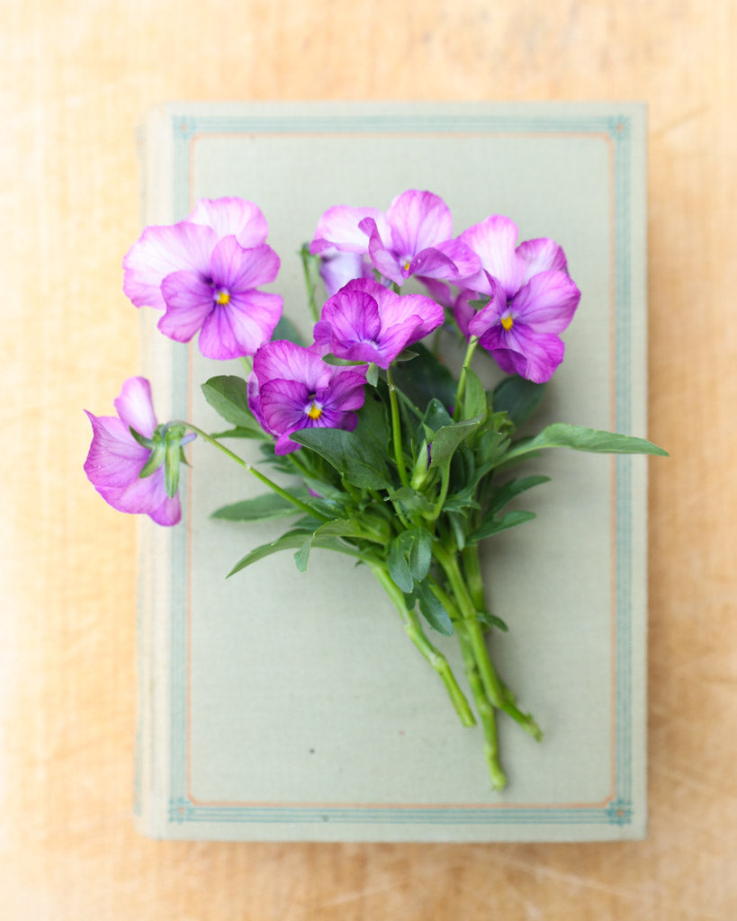 Hornveilchen 'Sorbet Lavender Pink' Viola Cornuta besticht durch zarte, lavendelrosa Blüten mit feiner Farbintensität als kleiner Strauß auf einem Buch.