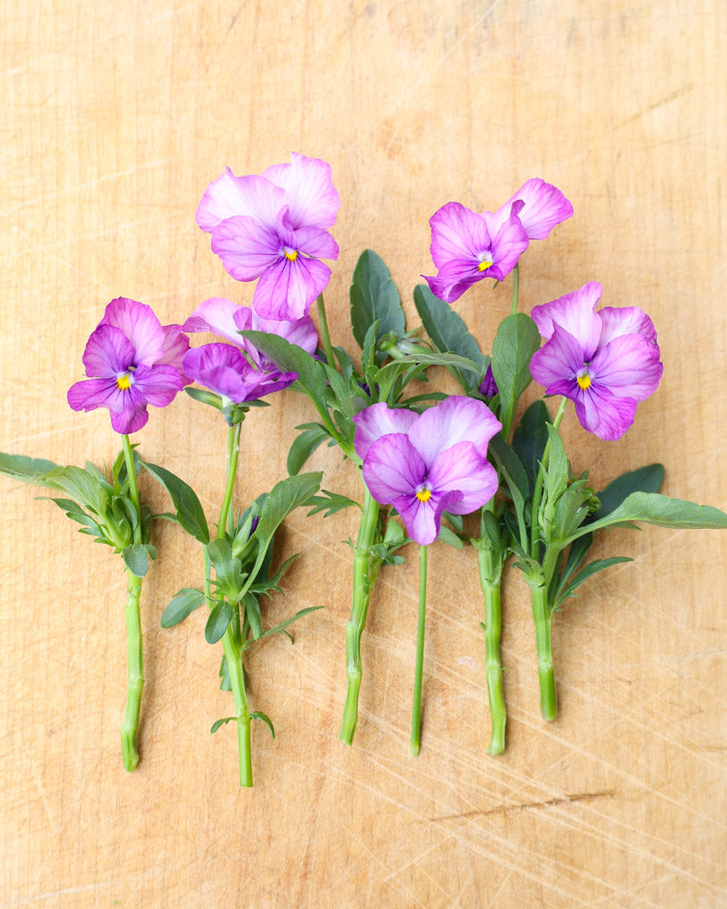 Hornveilchen 'Sorbet Lavender Pink' Viola Cornuta besticht durch zarte, lavendelrosa Blüten mit feiner Farbintensität. 