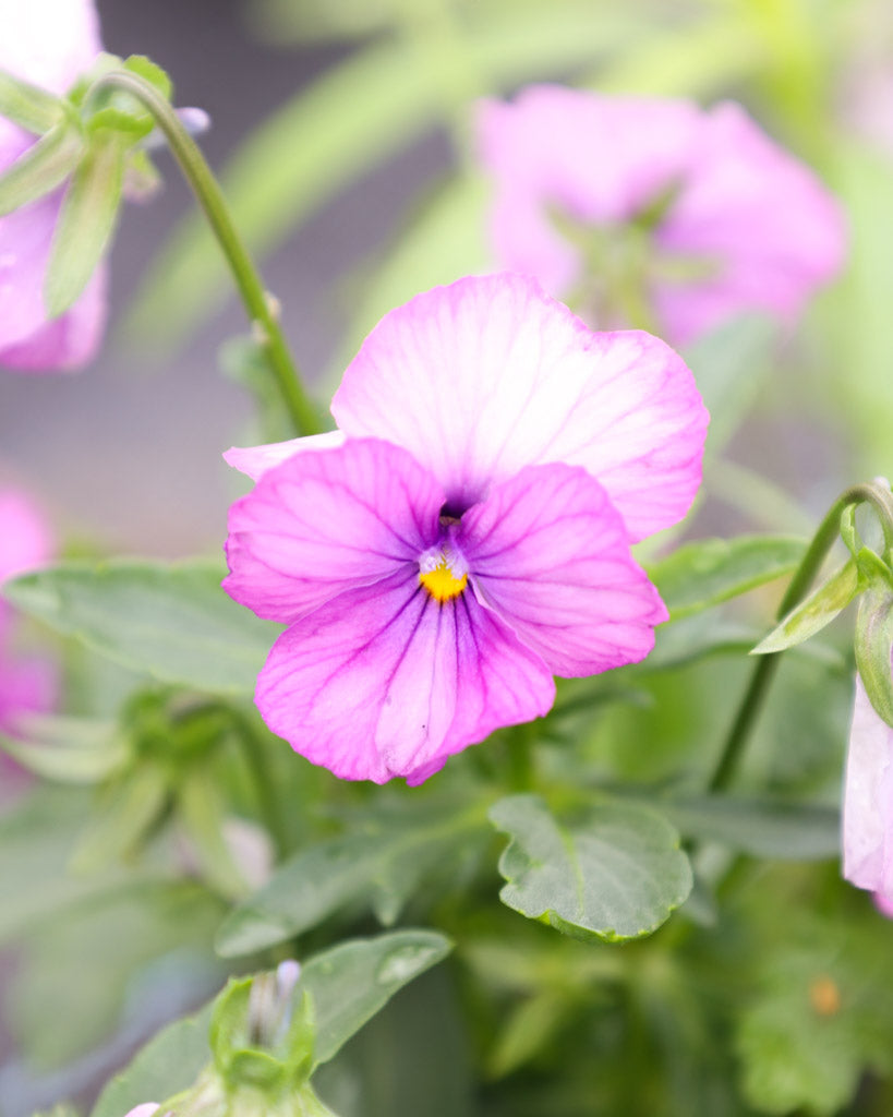 Hornveilchen 'Sorbet Lavender Pink' Viola Cornuta besticht durch zarte, lavendelrosa Blüten mit feiner Farbintensität. 