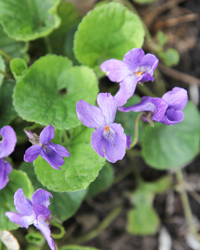Nahaufnahme mehrerer Blüten des Duftveilchens (Viola odorata ‘Königin Charlotte’) in kräftigem Violett mit samtigem Blütenblatt.