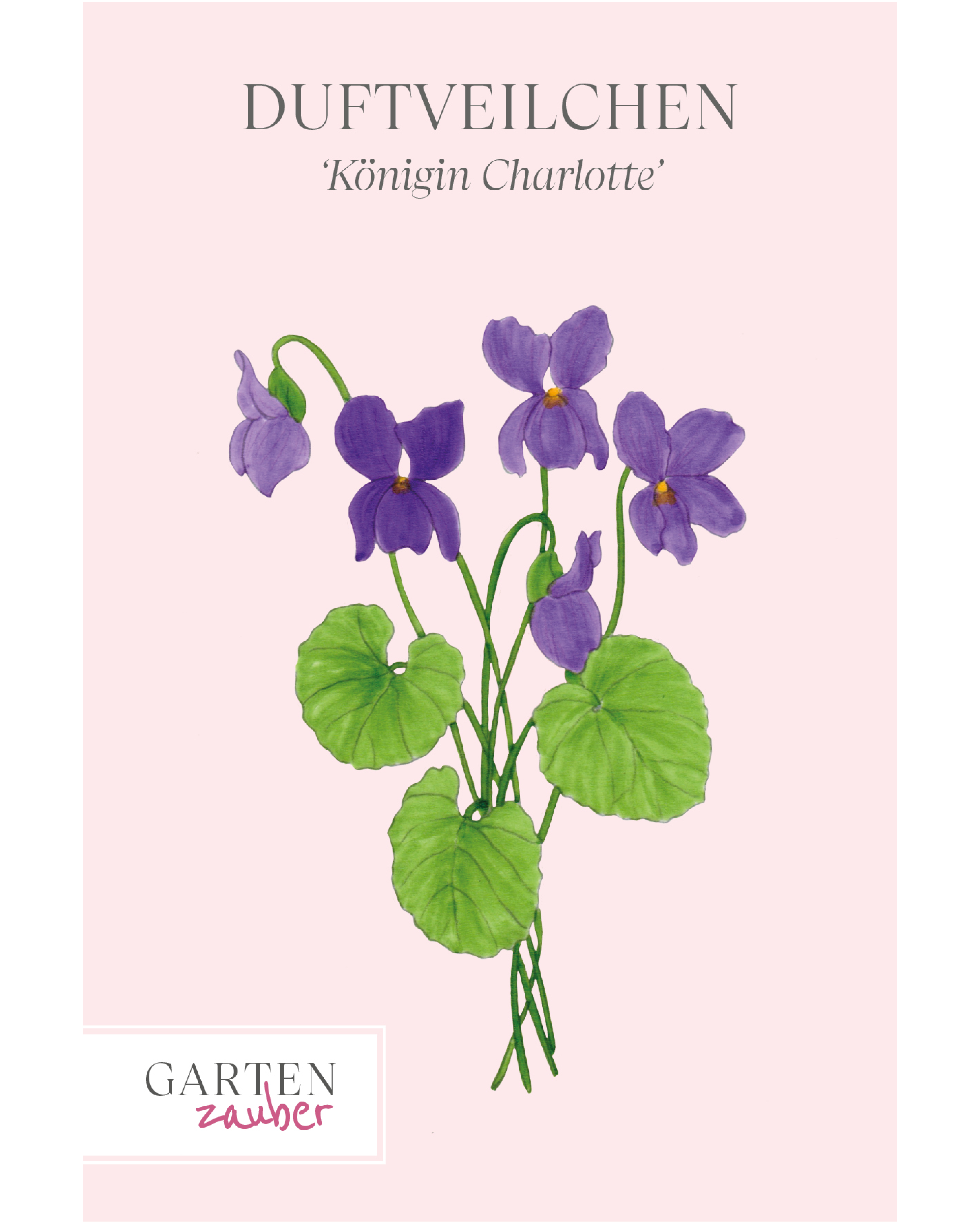 Vorderseite der Saatguttüte Duftveilchen ‘Königin Charlotte’ – Viola odorata mit handgezeichneter Illustration der violett-lila Blüten aus der Gartenzauber-Saatgutserie.