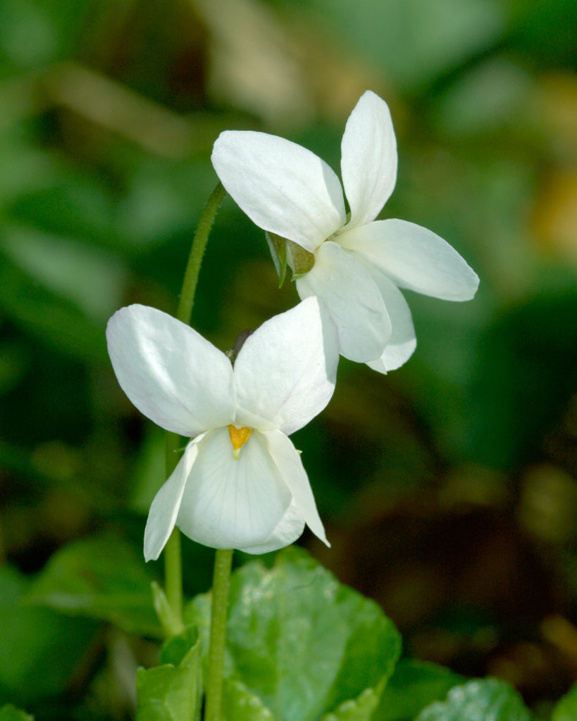 Zwei Blüten des Duftveilchens in Nahaufnahme (Viola odorata ‘Royal Wedding’) blühend im Gartenbeet in strahlendem Weiß.