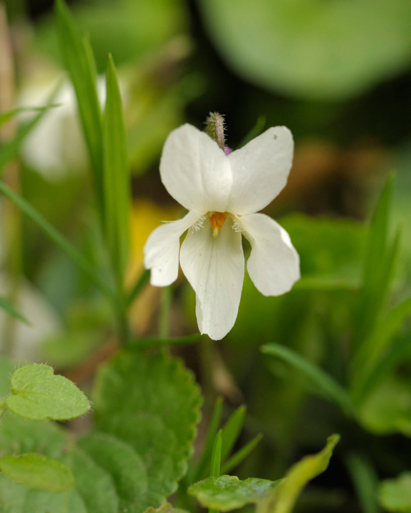 Nahaufnahme einer Blüte des Duftveilchens (Viola odorata ‘Royal Wedding’) in reinem Weiß mit samtigem Blütenblatt.“