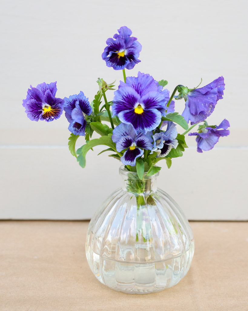 Viola Wittrokiana ‚Frizzle Sizzle Blue‘ in einer Vase – leuchtend blaue, fransige Blüten als dekorativer Blickfang.