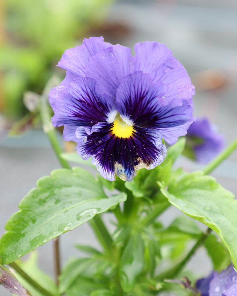 Nahaufnahme einer leuchtend blauen Viola Wittrokiana ‚Frizzle Sizzle Blue‘ mit fransigen Blütenblättern.