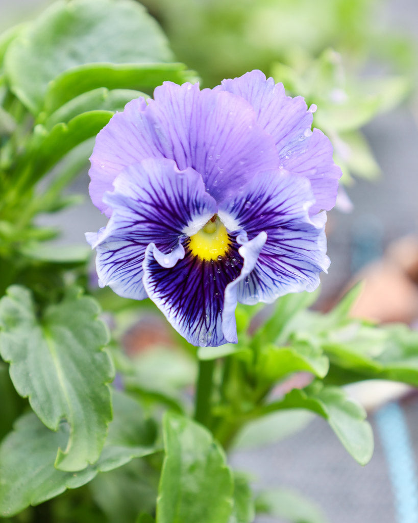 Nahaufnahme einer leuchtend blauen Viola Wittrokiana ‚Frizzle Sizzle Blue‘ mit fransigen Blütenblättern.