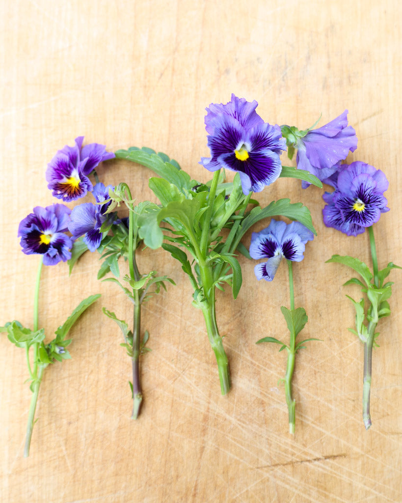 Nahaufnahme mehrerer leuchtend blauen Viola Wittrokiana ‚Frizzle Sizzle Blue‘ mit fransigen Blütenblättern.