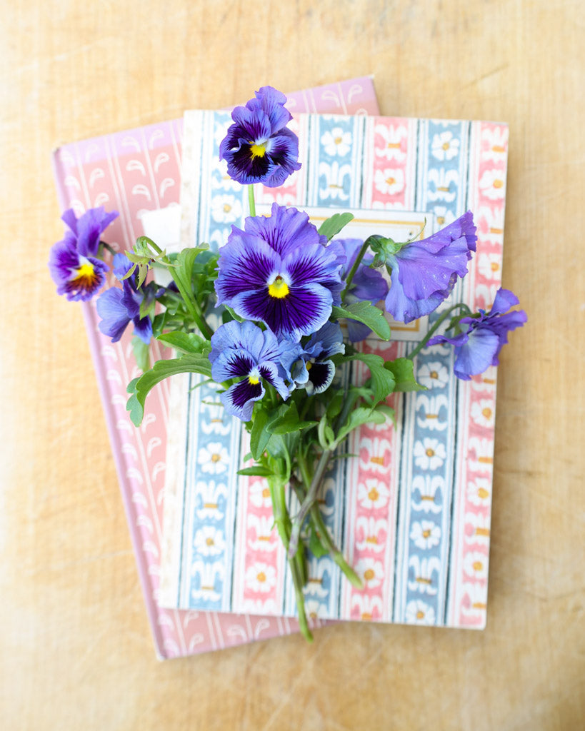 Bücher verziert mit leuchtend blauen, fransigen Blüten der Viola Wittrokiana ‚Frizzle Sizzle Blue