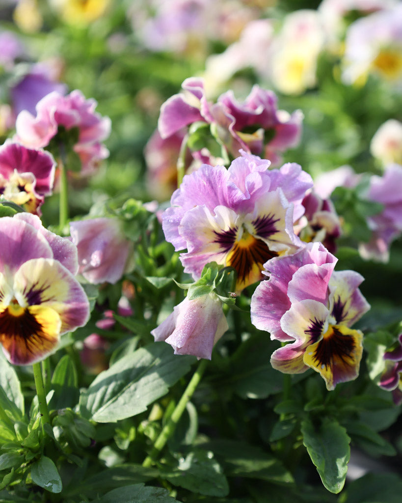 Blumenbeet mit mehreren Viola Wittrokiana ‚Frizzle Sizzle Lemonberry‘ Pflanzen in Gelb-Rosa.