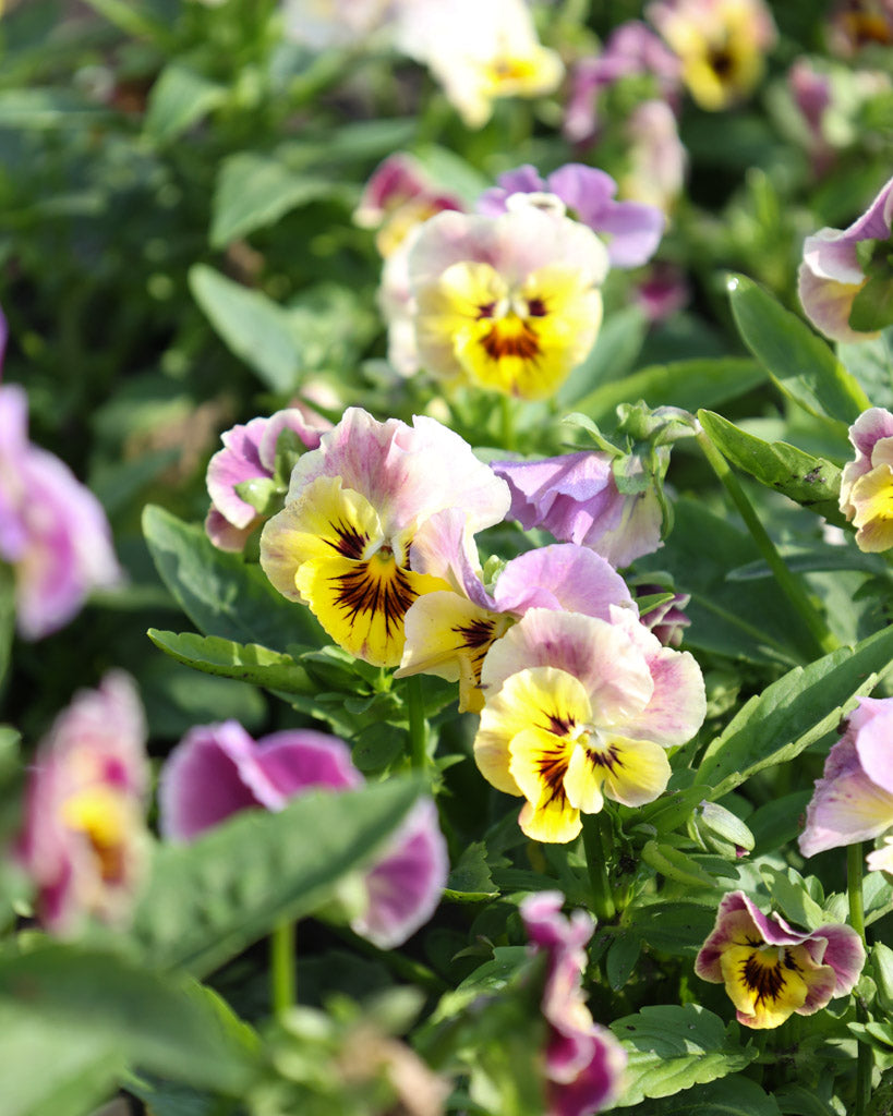 Nahaufnahme einer gelb-rosa Viola Wittrokiana ‚Frizzle Sizzle Lemonberry‘ mit fransigen Blütenblättern.
