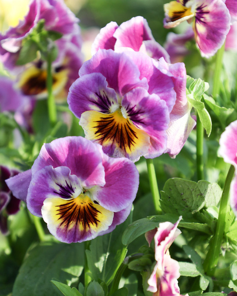 Nahaufnahme einer gelb-rosa Viola Wittrokiana ‚Frizzle Sizzle Lemonberry‘ mit fransigen Blütenblättern.
