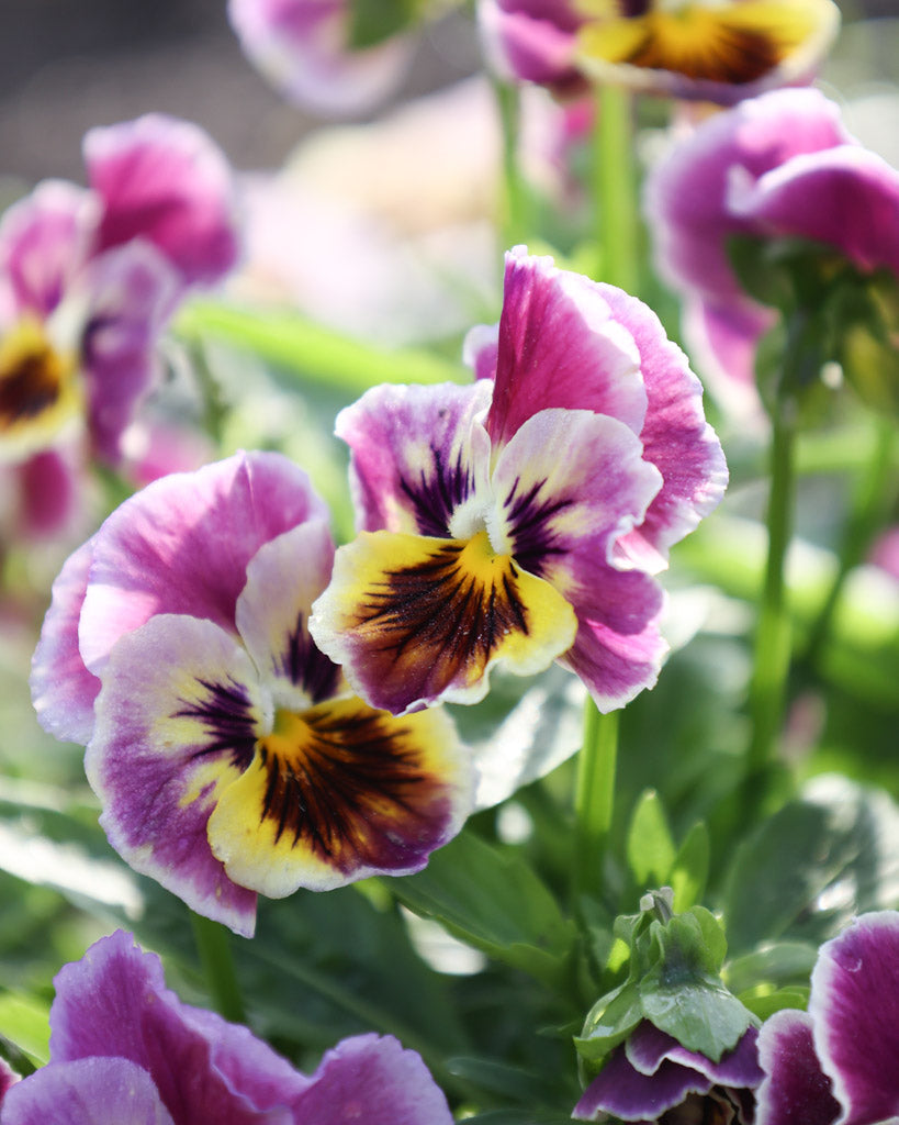 Nahaufnahme einer gelb-rosa Viola Wittrokiana ‚Frizzle Sizzle Lemonberry‘ mit fransigen Blütenblättern.