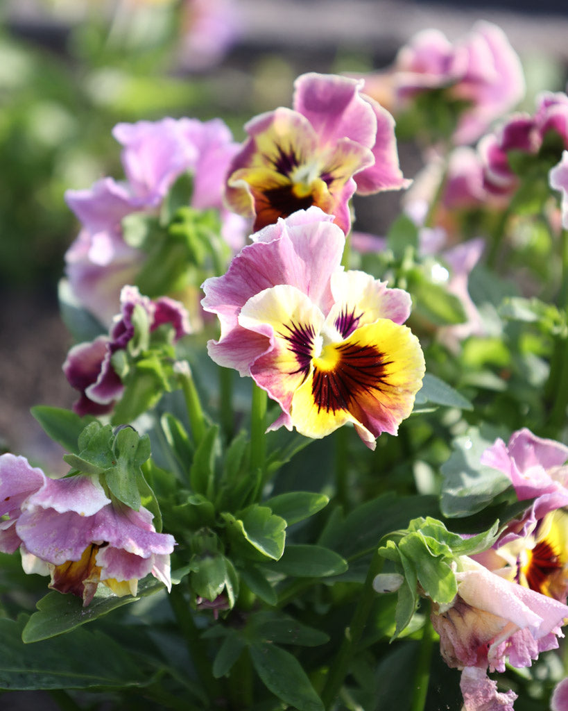 Nahaufnahme einer gelb-rosa Viola Wittrokiana ‚Frizzle Sizzle Lemonberry‘ mit fransigen Blütenblättern.