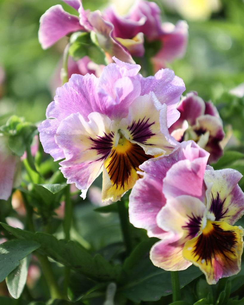 Nahaufnahme einer gelb-rosa Viola Wittrokiana ‚Frizzle Sizzle Lemonberry‘ mit fransigen Blütenblättern.