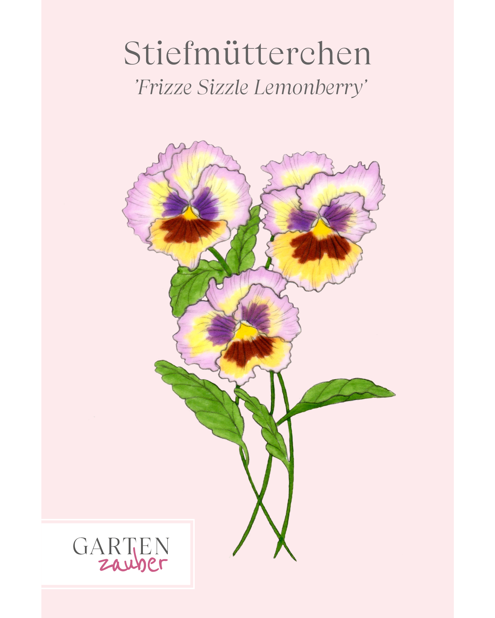 Vorderseite Saatguttuete des Stiefmuetterchens Frizzle Sizzle Lemonberry von Gartenzauber