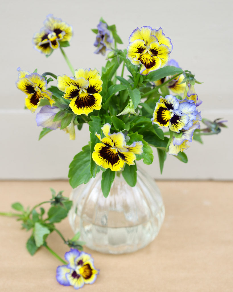 Viola Wittrokiana ‚Frizzle Sizzle Yellow Blue Swirl‘ in einer Vase – gelb-blau gesprenkelte Blüten als dekorativer Blickfang.