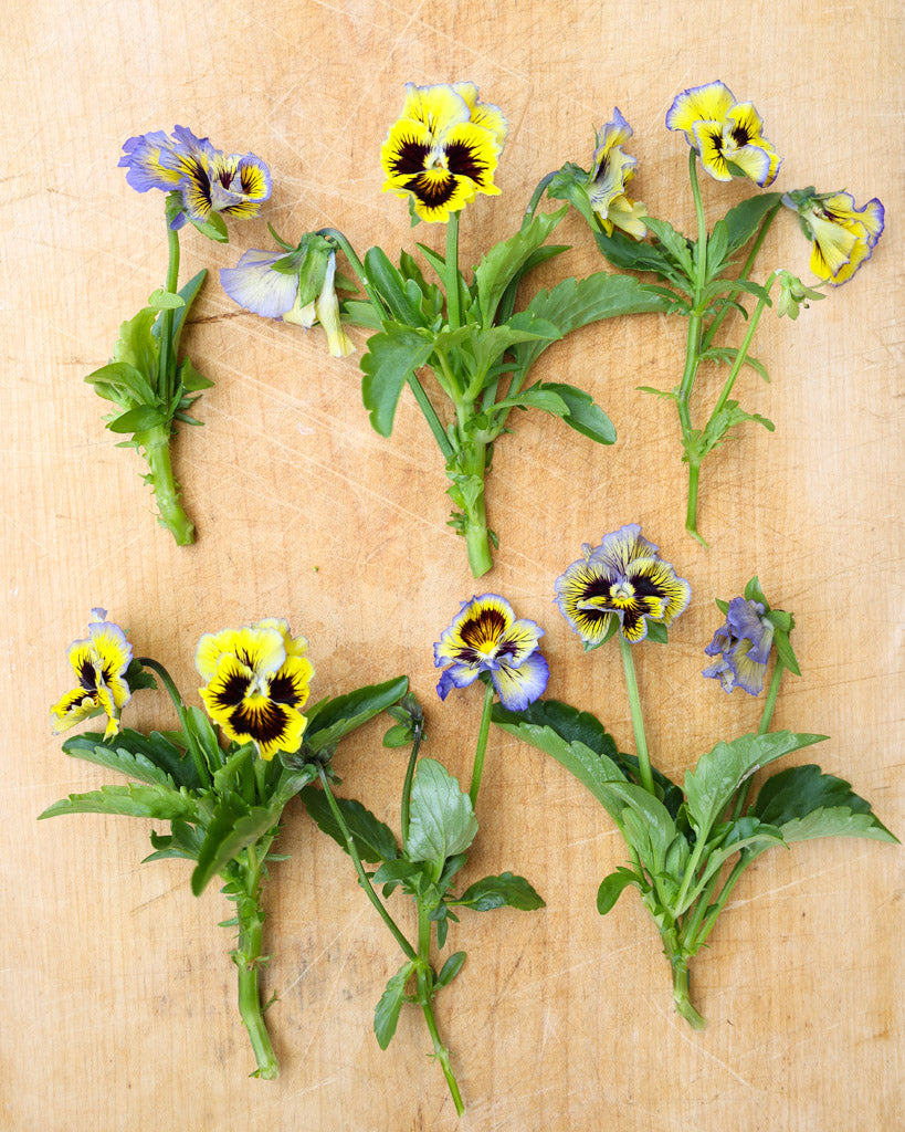 Arrangement von mehreren Viola Wittrokiana ‚Frizzle Sizzle Yellow Blue Swirl‘ Blüten nebeneinander.