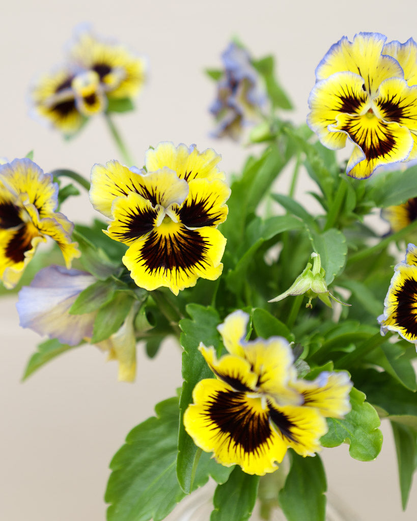 Nahaufnahme einer Viola Wittrokiana ‚Frizzle Sizzle Yellow Blue Swirl‘ mit fransigen gelb-blau gesprenkelten Blütenblättern.