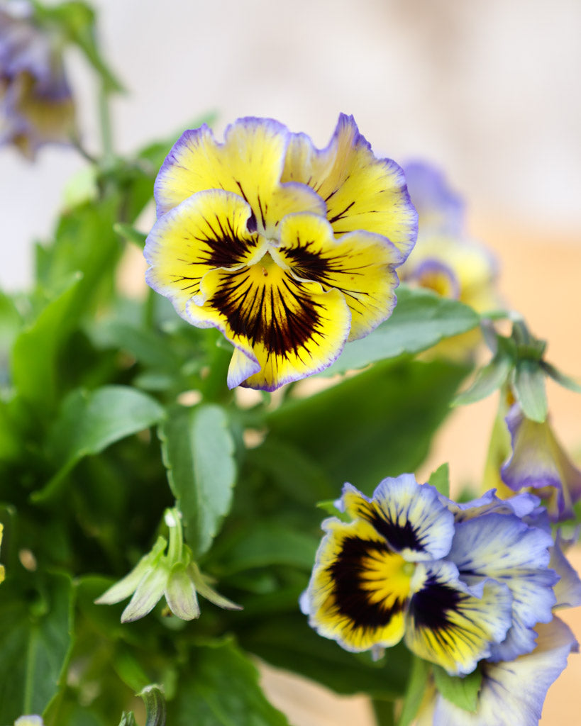 Nahaufnahme einer Viola Wittrokiana ‚Frizzle Sizzle Yellow Blue Swirl‘ mit fransigen gelb-blau gesprenkelten Blütenblättern.