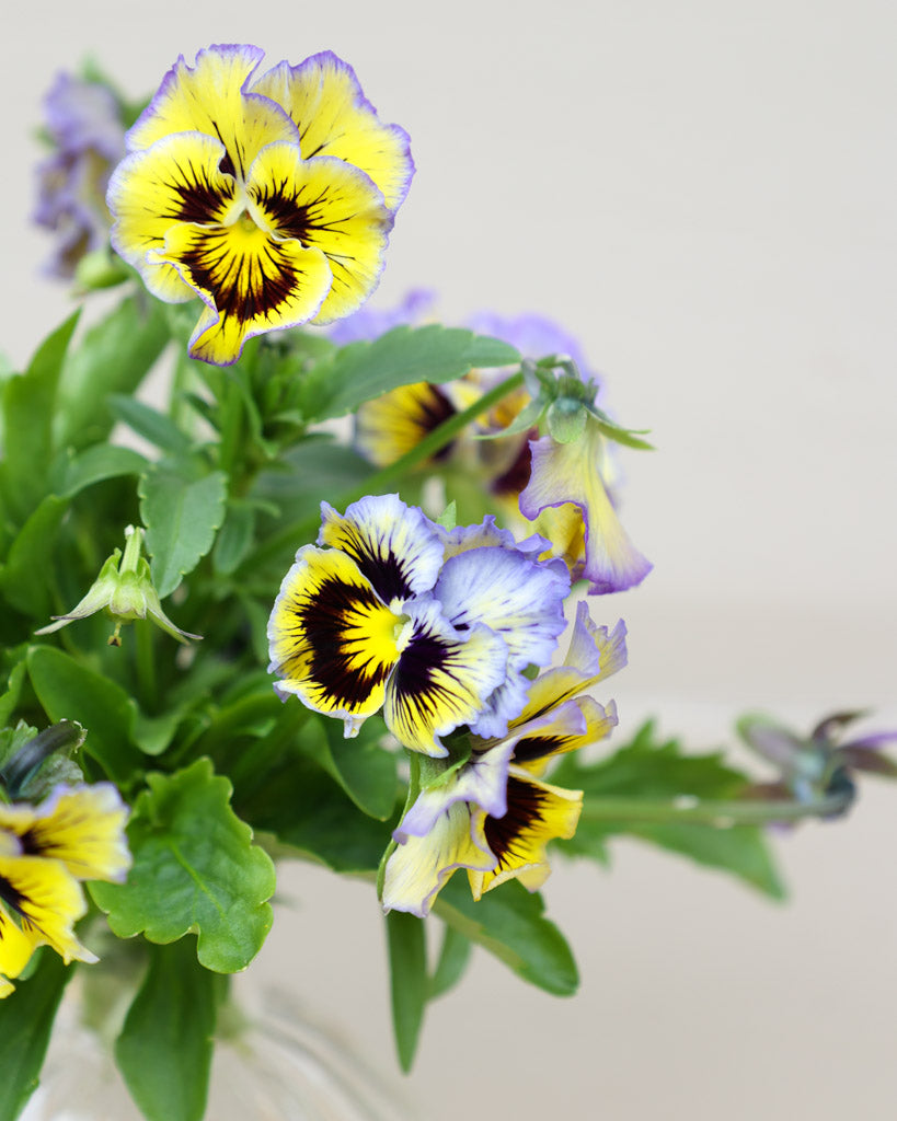 Nahaufnahme einer Viola Wittrokiana ‚Frizzle Sizzle Yellow Blue Swirl‘ mit fransigen gelb-blau gesprenkelten Blütenblättern.