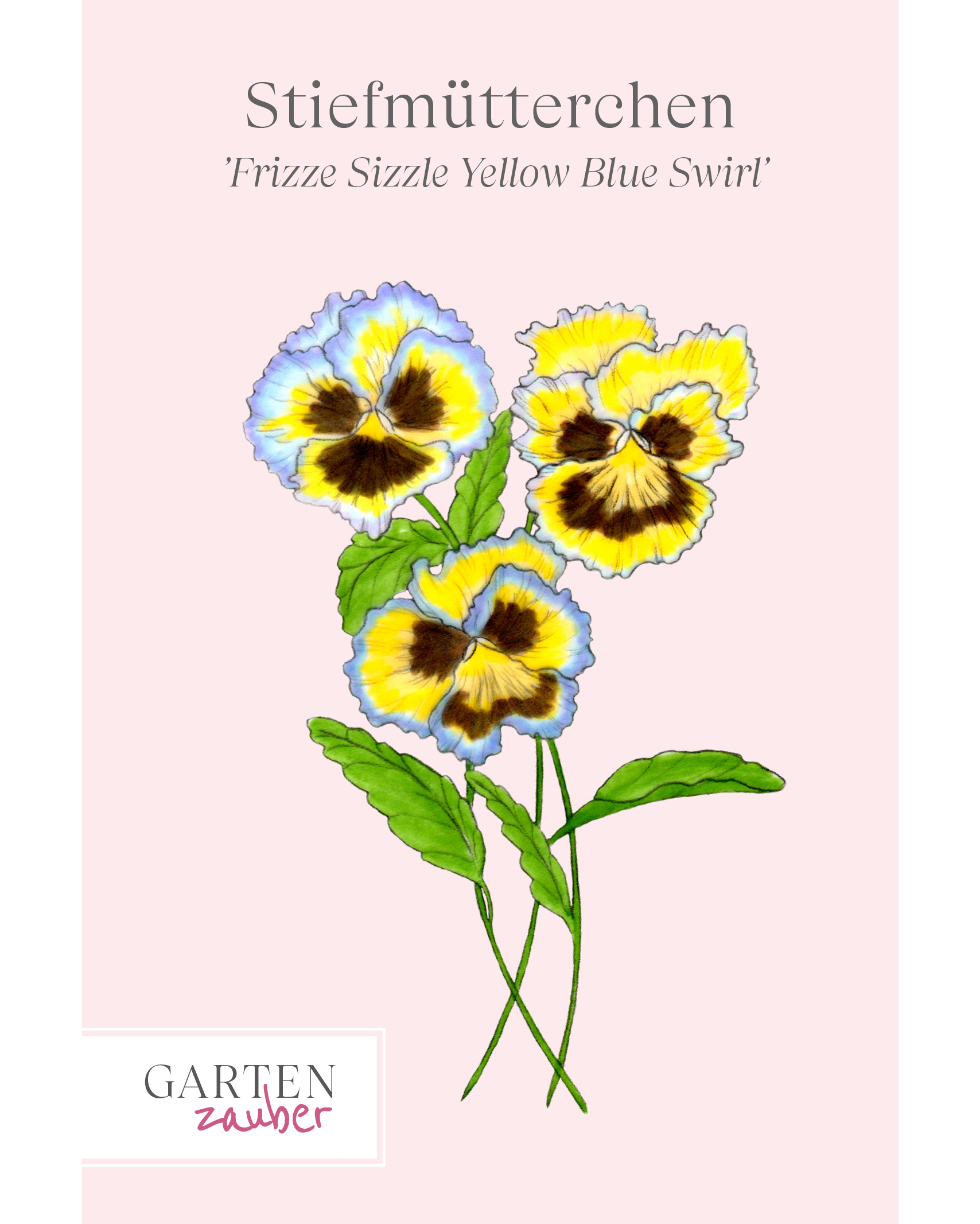 Vorderseite Saatguttuete des Stiefmuetterchens Frizzle Sizzle Yellow Blue Swirl von Gartenzauber