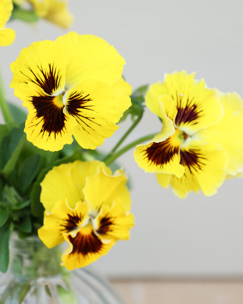 Nahaufnahme einer leuchtend gelben Viola Wittrokiana ‚Frizzle Sizzle Yellow‘ mit fransigen Blütenblättern.