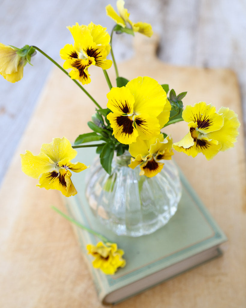 Viola Wittrokiana ‚Frizzle Sizzle Yellow‘ in einer Vase – leuchtend gelbe Blüten als dekorativer Blickfang.