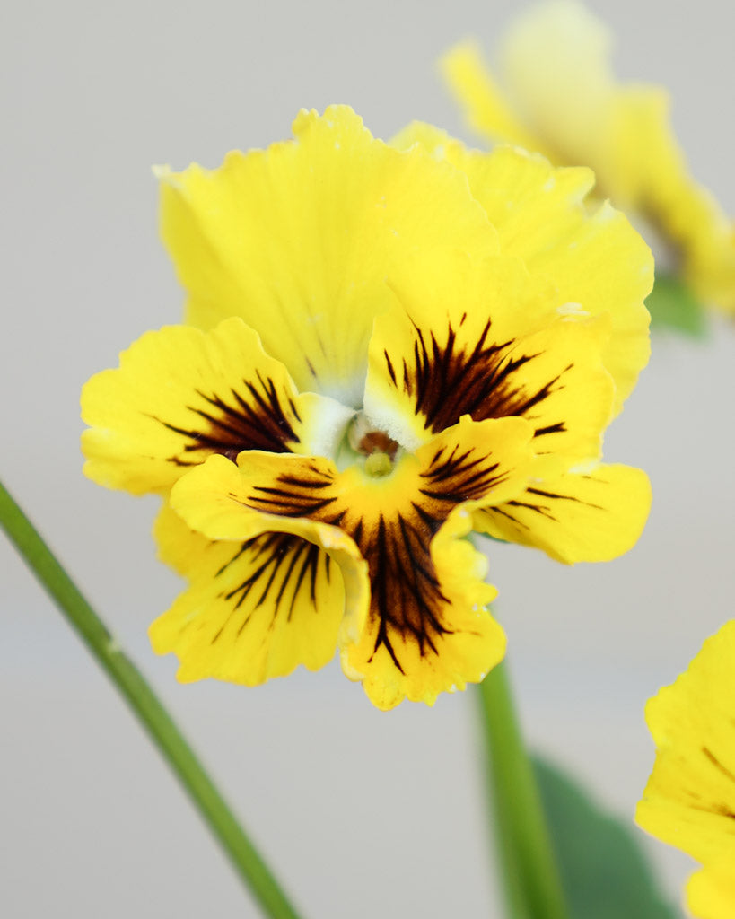 Nahaufnahme einer leuchtend gelben Viola Wittrokiana ‚Frizzle Sizzle Yellow‘ mit fransigen Blütenblättern.