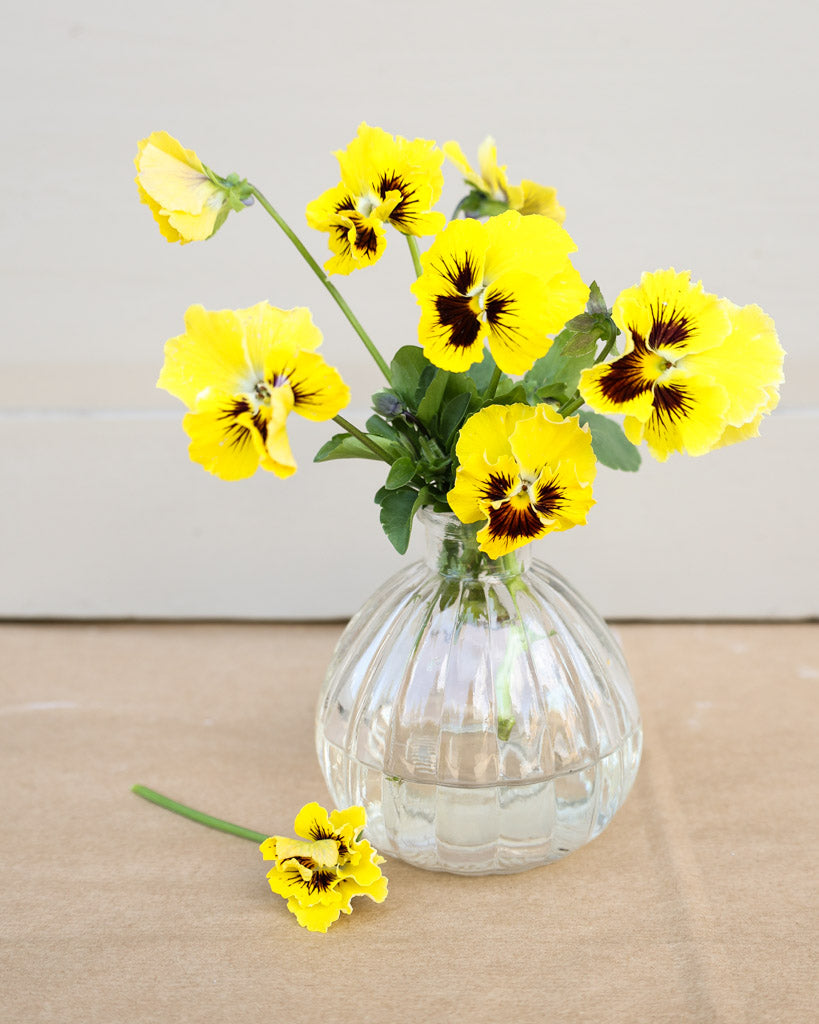 Viola Wittrokiana ‚Frizzle Sizzle Yellow‘ in einer Vase – leuchtend gelbe Blüten als dekorativer Blickfang.