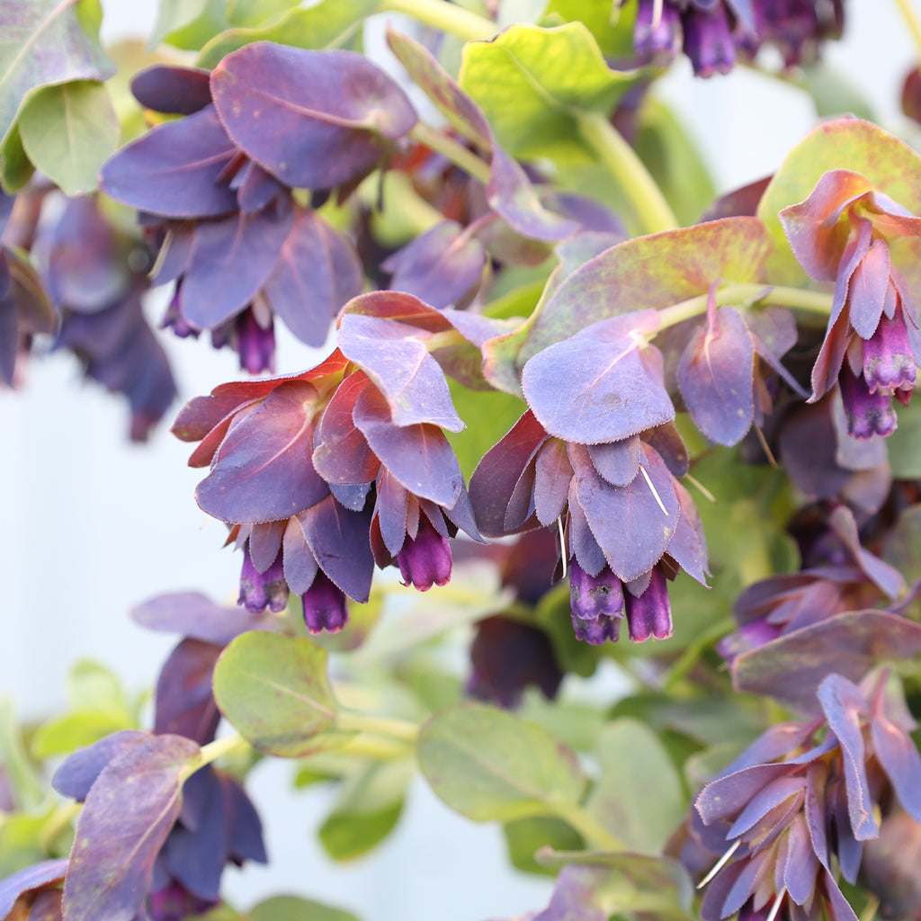 Bluehende Pflanze Wachsblume 'Kiwi Blue' Cerinthe major purpurescens aus der Gartenzauber-Saatgutserie