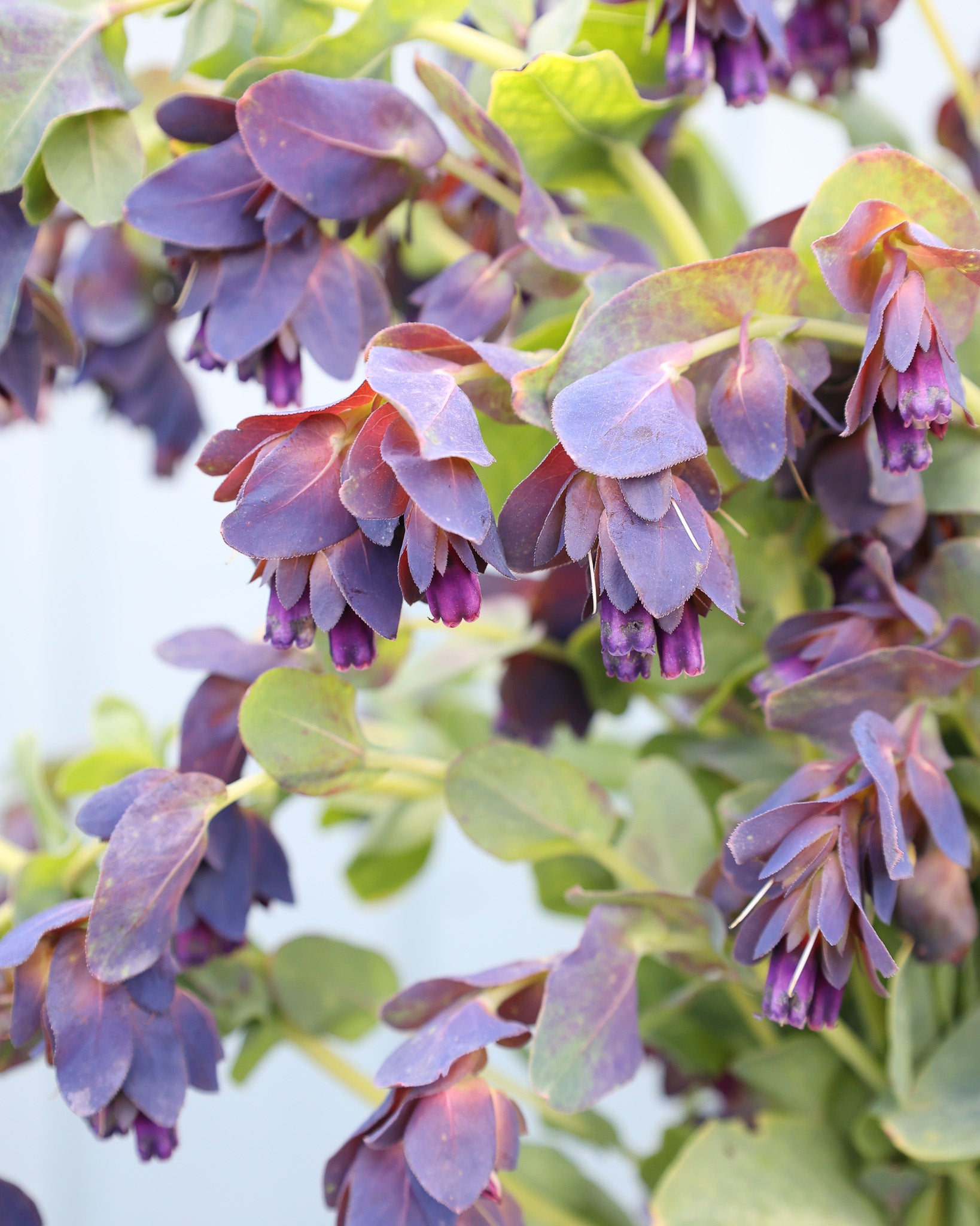 Kleine, blauviolette Blüten der Wachsblume ‚Kiwi Blue‘ mit dekorativer, sternförmiger Struktur.