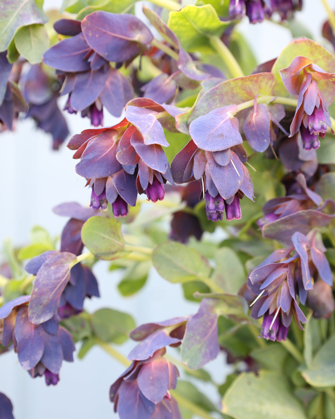 Bluehende Pflanze Wachsblume 'Kiwi Blue' Cerinthe major purpurescens aus der Gartenzauber-Saatgutserie