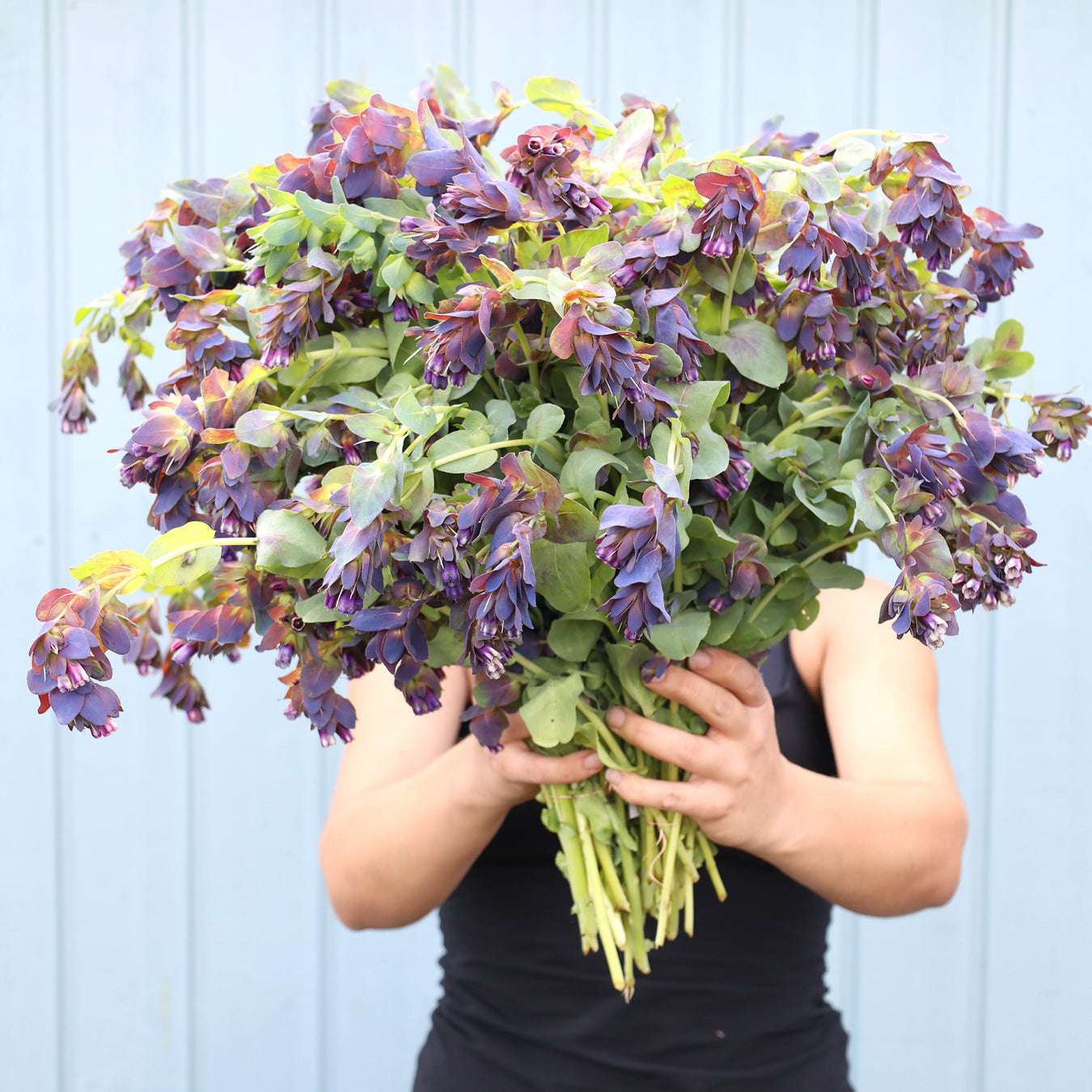 Bluehende Pflanze Wachsblume 'Kiwi Blue' Cerinthe major purpurescens aus der Gartenzauber-Saatgutserie