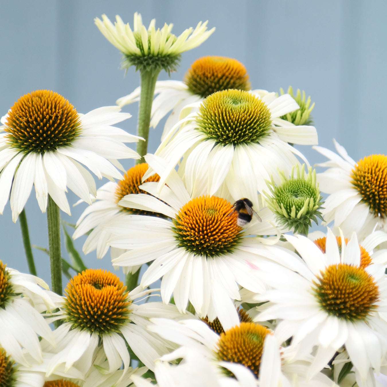 Bluehende Pflanze Weißer Scheinsonnenhut – 'Primadonna weiß' Echinacea purpurea aus der Gartenzauber-Saatgutserie