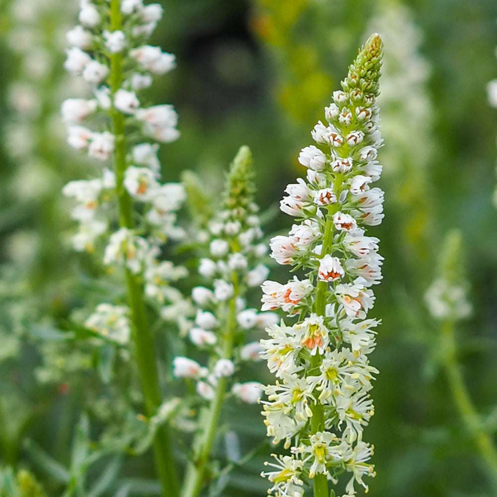 Bluehende Pflanze Weiße Resede - Reseda Alba aus der Gartenzauber-Saatgutserie