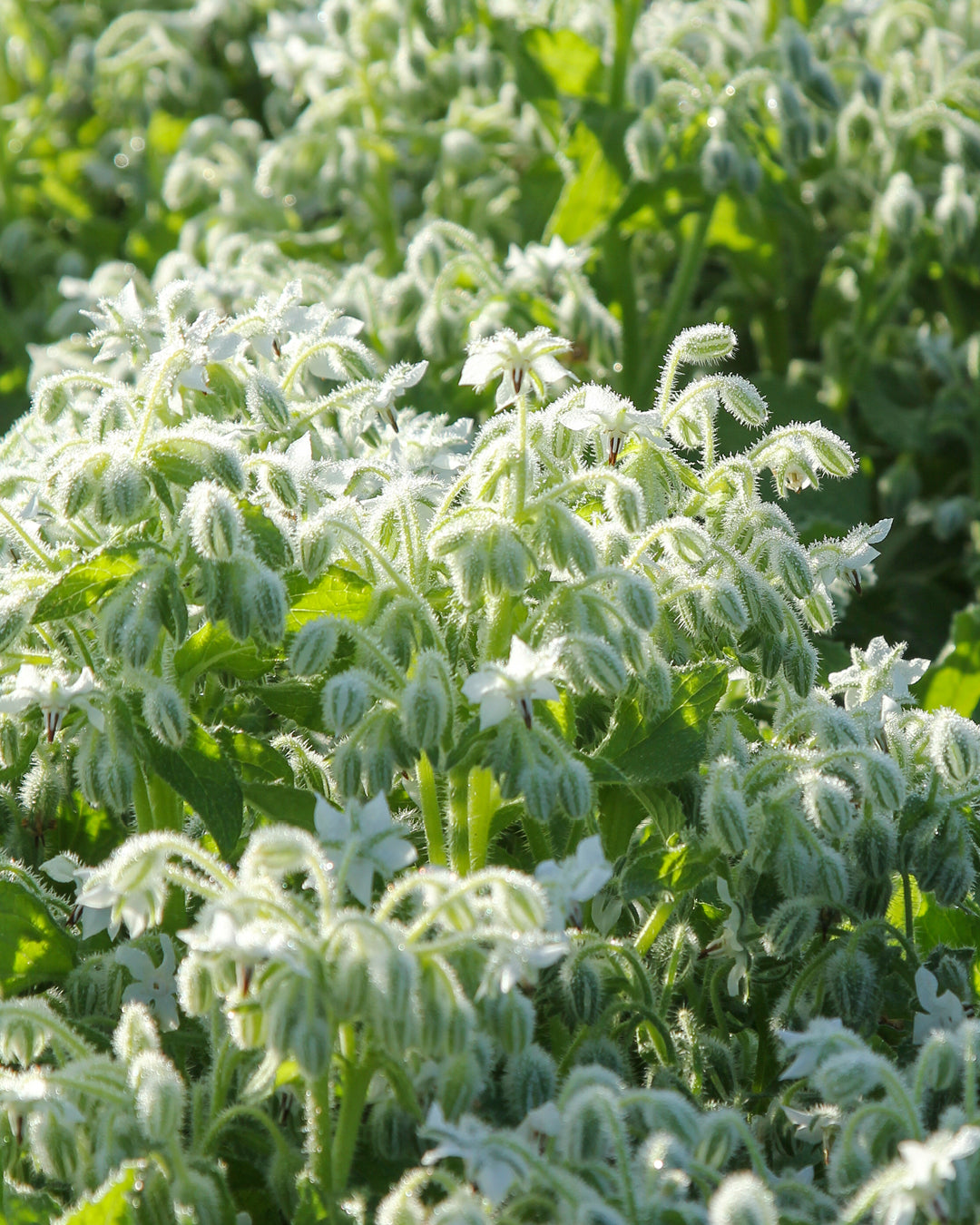 Bluehende Pflanze Borretsch - Borago officinalis ‘Bianca‘ aus der Gartenzauber-Saatgutserie.