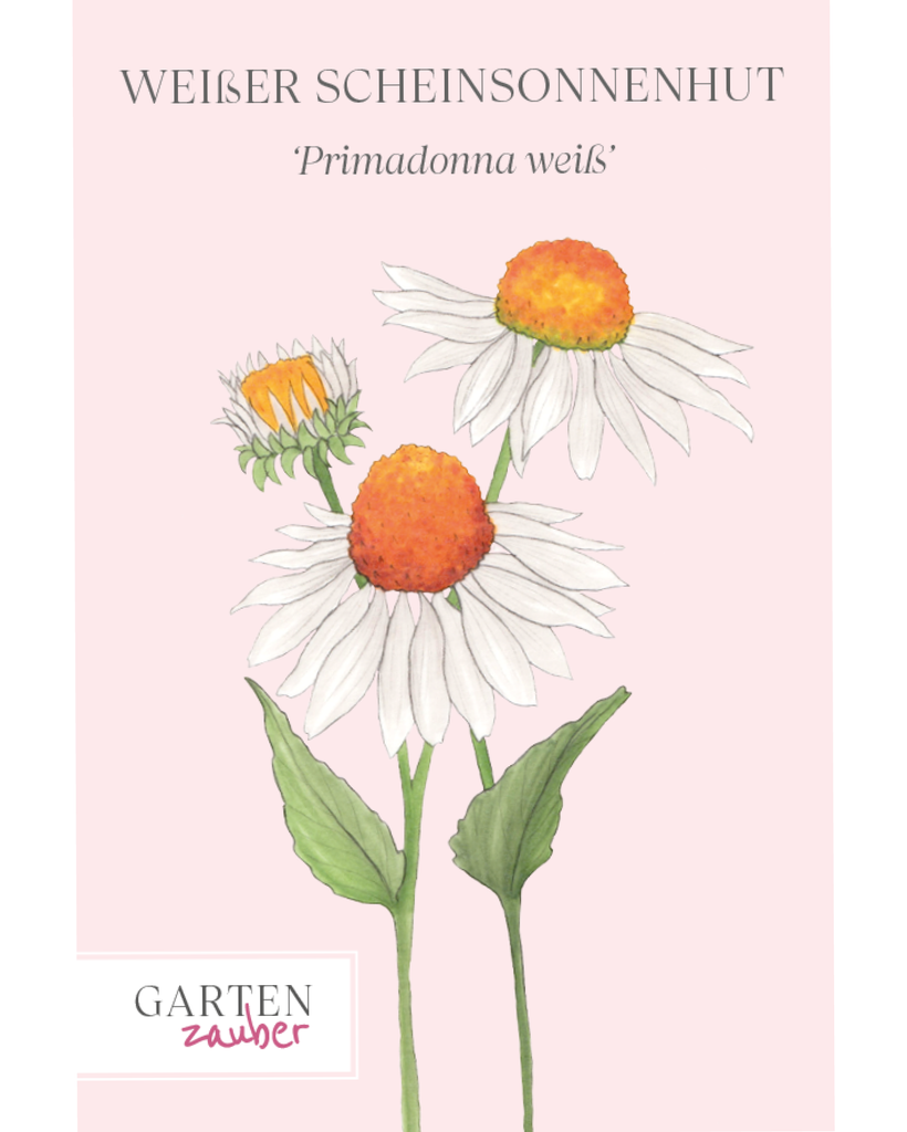 Saatguttuete Weißer Scheinsonnenhut – 'Primadonna weiß' Echinacea purpurea aus der Gartenzauber-Saatgutserie