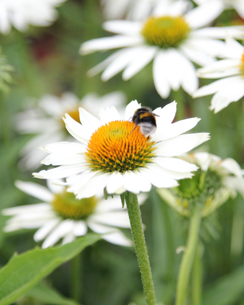 Bluehende Pflanze Weisser Scheinsonnenhut – 'Primadonna weiß' Echinacea purpurea aus der Gartenzauber-Saatgutserie