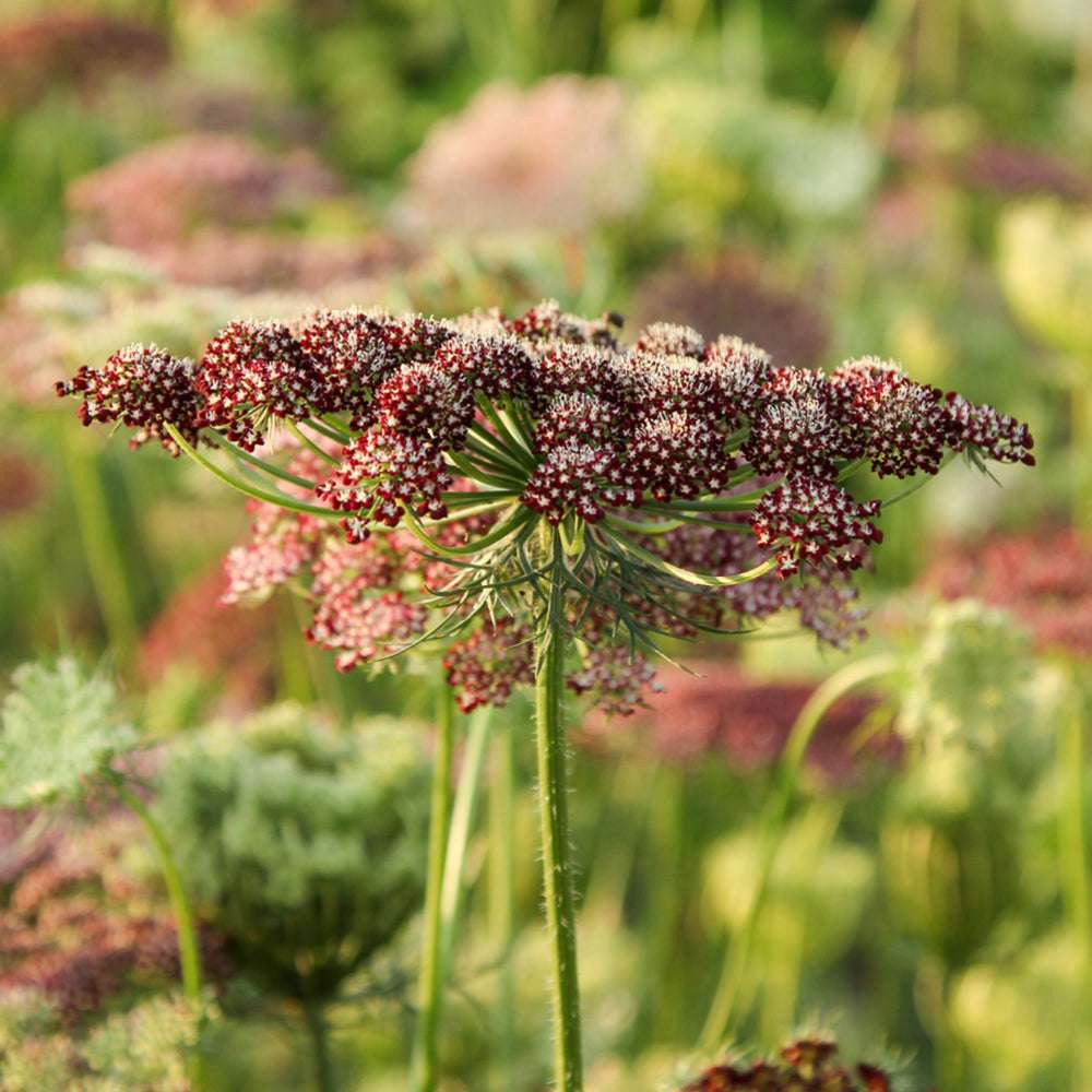 Bluehende Pflanze Wilde Möhre - Daucus carota 'Dara' aus der Gartenzauber-Saatgutserie