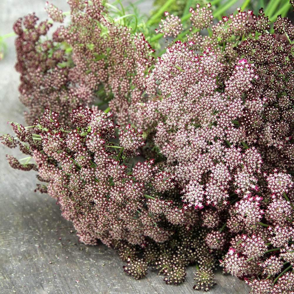 Bluehende Pflanze Wilde Möhre - Daucus carota 'Dara' aus der Gartenzauber-Saatgutserie